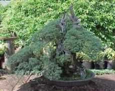 bonsai4me.com Manglicmot