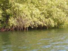 realgambiamoses.com Mangrove