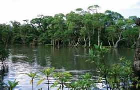 aworldtowin.net Mangroves