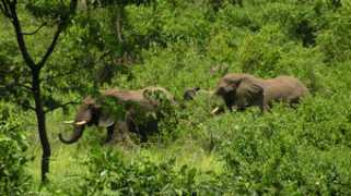 udzungwa.wildlifedirect.org Mangula