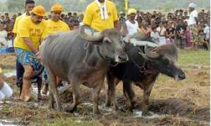 lankaweb.com Mangula