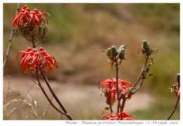 kalpana.it Manica