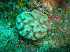 biodiversityscience.com Manicia