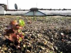 greenroofs.com Manida