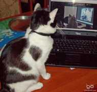 infinitecat.com Maniek