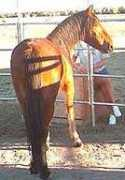 kbrhorse.net Manietta