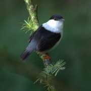 new-jersey-birds.com Manikan