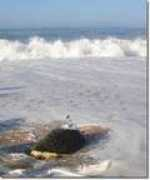 ioseaturtles.org Manike