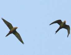 worldbirds.eu Manilata