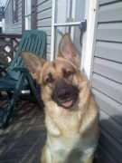 dogster.com Maninov