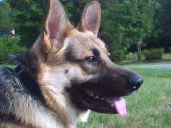 dogster.com Maninov
