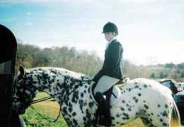 horsesales.com Maniss