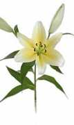 sunvalleyfloral.com Manissa