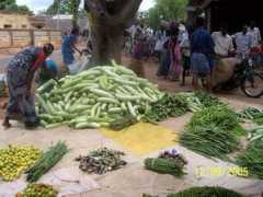 freshplaza.com Manitham