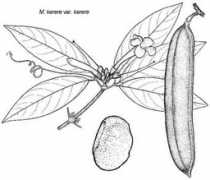 Mankere