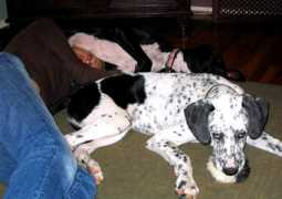 gentlegiantsrescue.com Manlee