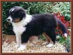darlingdowns-aussies.de Manli