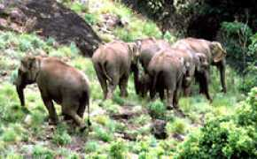 loyaltoursindia.com Mannarkkad