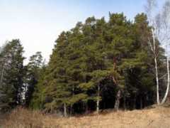 Mannikko