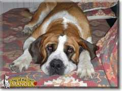 dogoftheday.com Manola