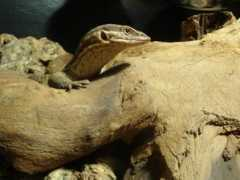 captivebredreptileforums.co.uk Manoona