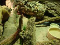 captivebredreptileforums.co.uk Manoona