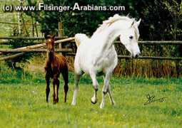 filsinger-arabians.com Mansoura