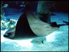 Manta