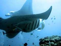 Manta