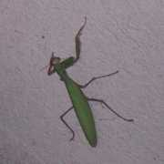 Mante