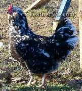 feathersite.com Mantesh