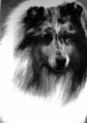collie-patrik.narod.ru Mantika