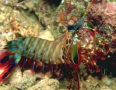 divegallery.com Mantis