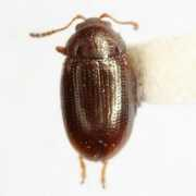 bugguide.net Mantura