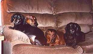 dachshundcircus.com Manturi