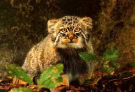 Manul
