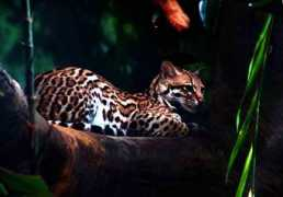 cuyabenolodge.com Manzama