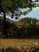 Manzanos