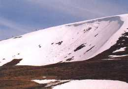 Maol