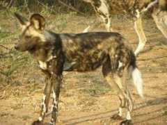 zimbabwewilddogs.wildlifedirect.org Mapari