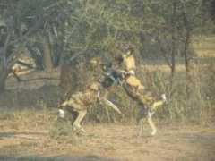 zimbabwewilddogs.wildlifedirect.org Mapari