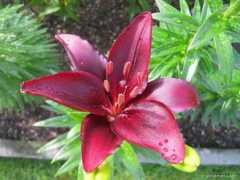 garden-en.com Mapira