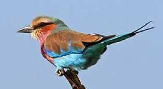 birdingafrica.com Mapung