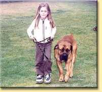 african-boerboel.co.za Maraai