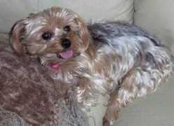 yorkiefriendsrescue.com Marabal