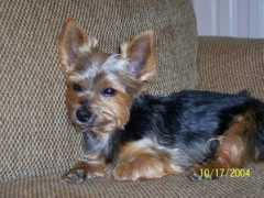 yorkiefriendsrescue.com Marabal