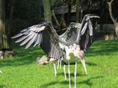 dinosoria.com Marabout