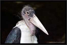 tomlizard.com Marabu
