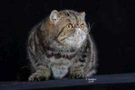 worldcatshow.pl Maradan