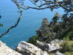 Maraea